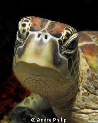 Portrait of a (crying ;-) ) turtle by Andre Philip 